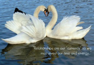 swans, partners, lifelong relationships
