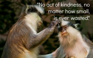 animals grooming, benefits of being kind - text