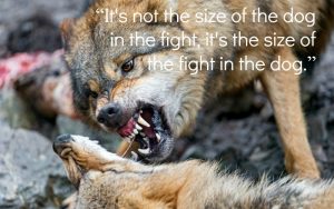 wolves fighting - fight for your goals - text